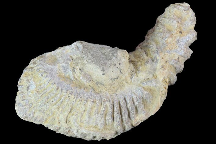 Cretaceous Fossil Oyster (Rastellum) - Madagascar #100329